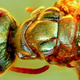 A fly trapped in amber, showing its original coloring.